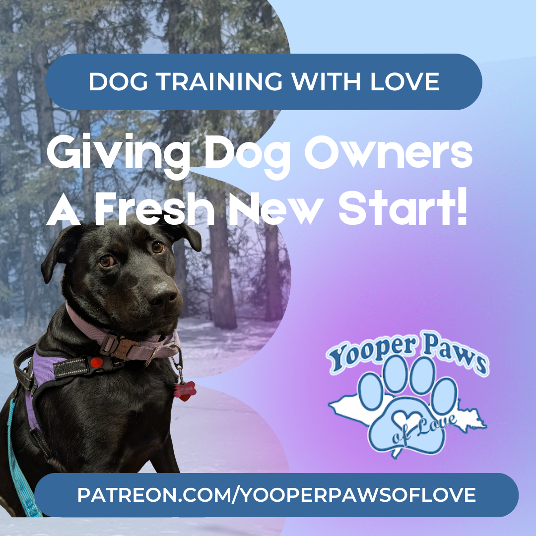 a black lab sits on a snowy field with pine trees in the background, text says "Dog Training With Love" & "Giving Dog Owners a Fresh New Start.